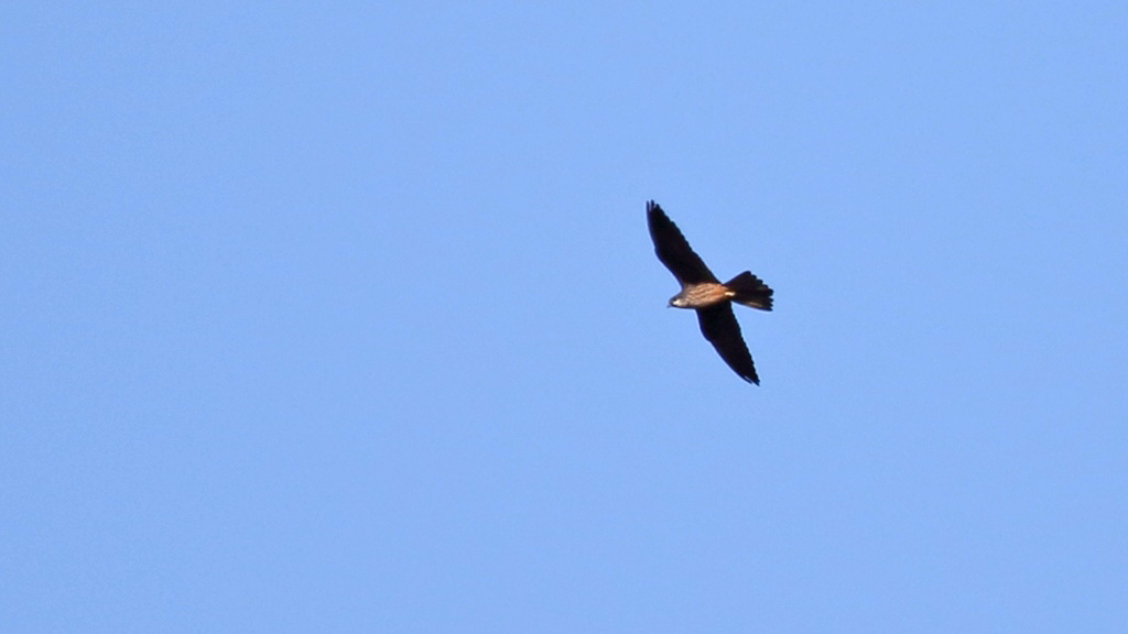 Eleonora`s Falcon