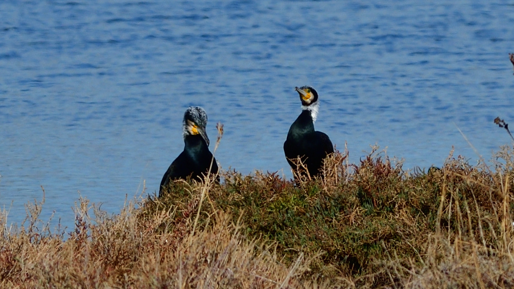 Great Cormorant