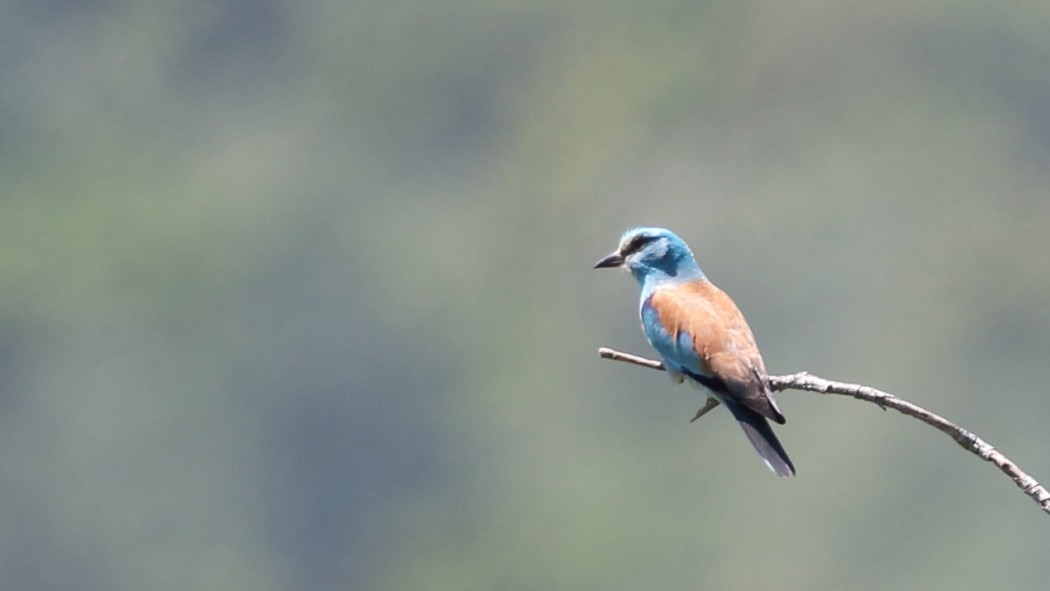 European Roller