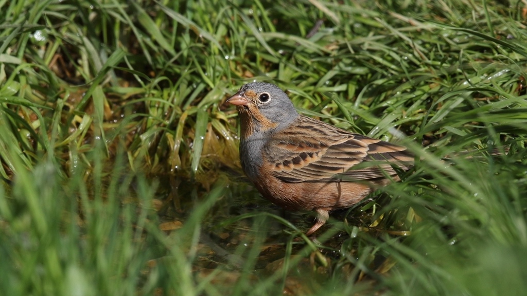 Cretzschmar`s Bunting