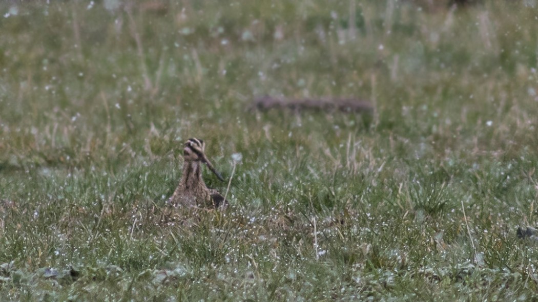 Great Snipe