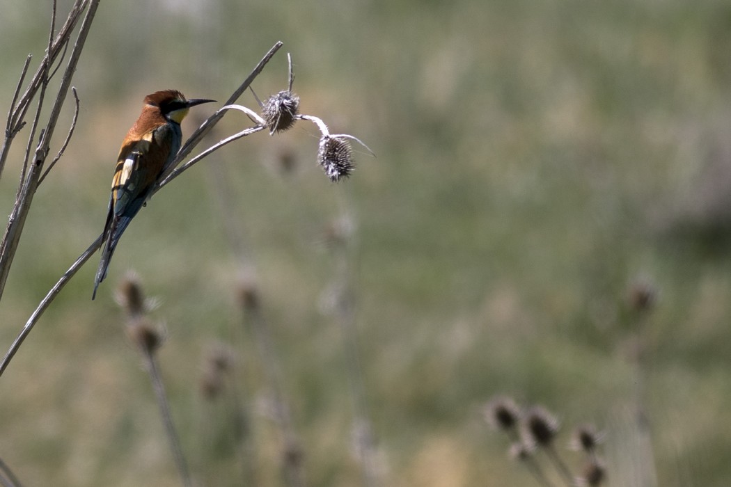 European Bee-eater