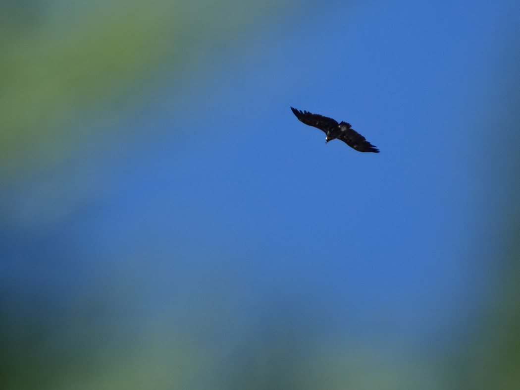 Cinereous Vulture
