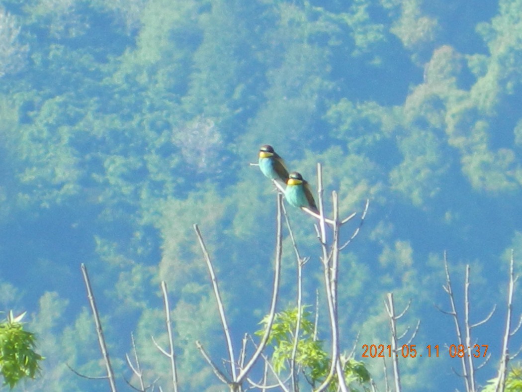 European Bee-eater