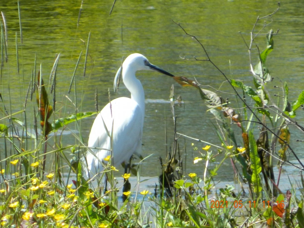 Little Egret
