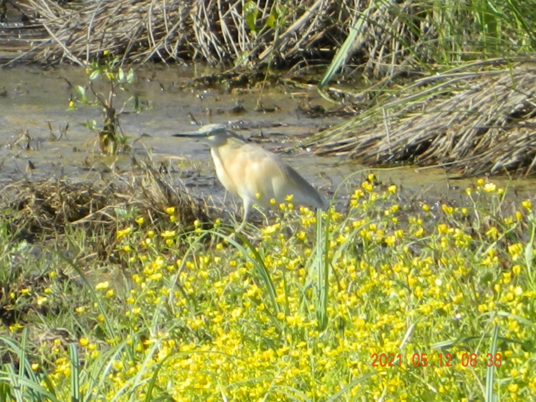 Squacco Heron
