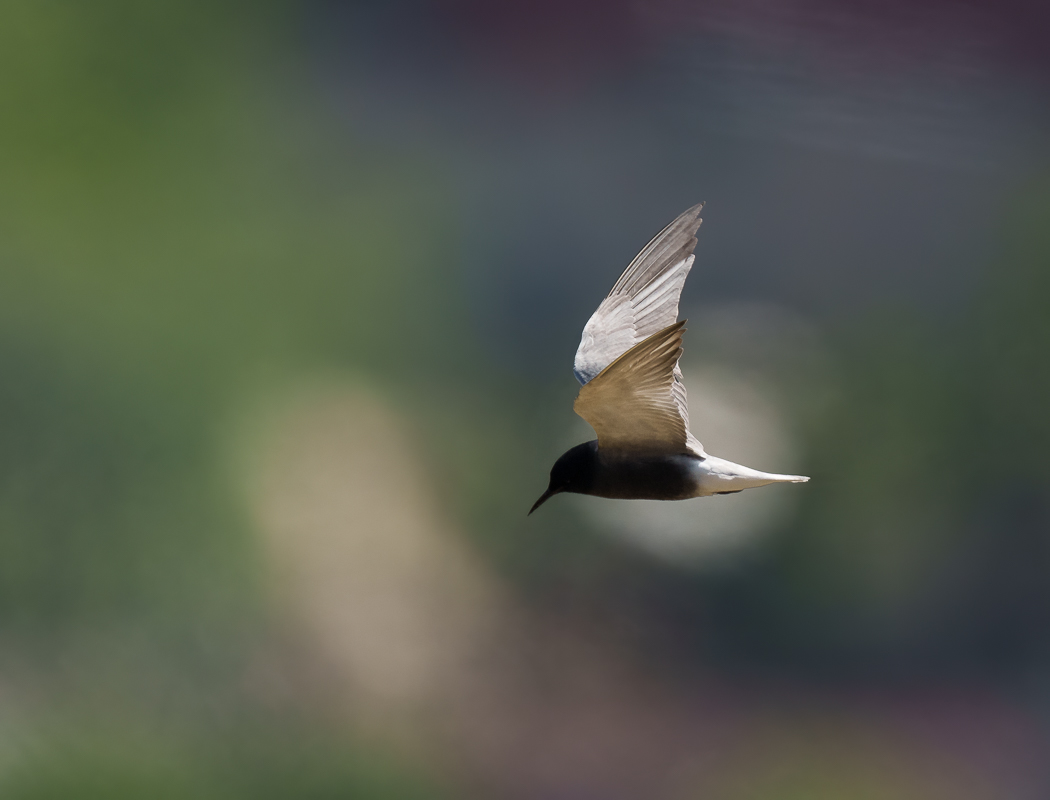 Black Tern