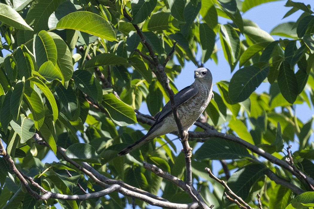 Levant Sparrowhawk