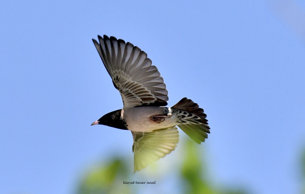 Rosy Starling