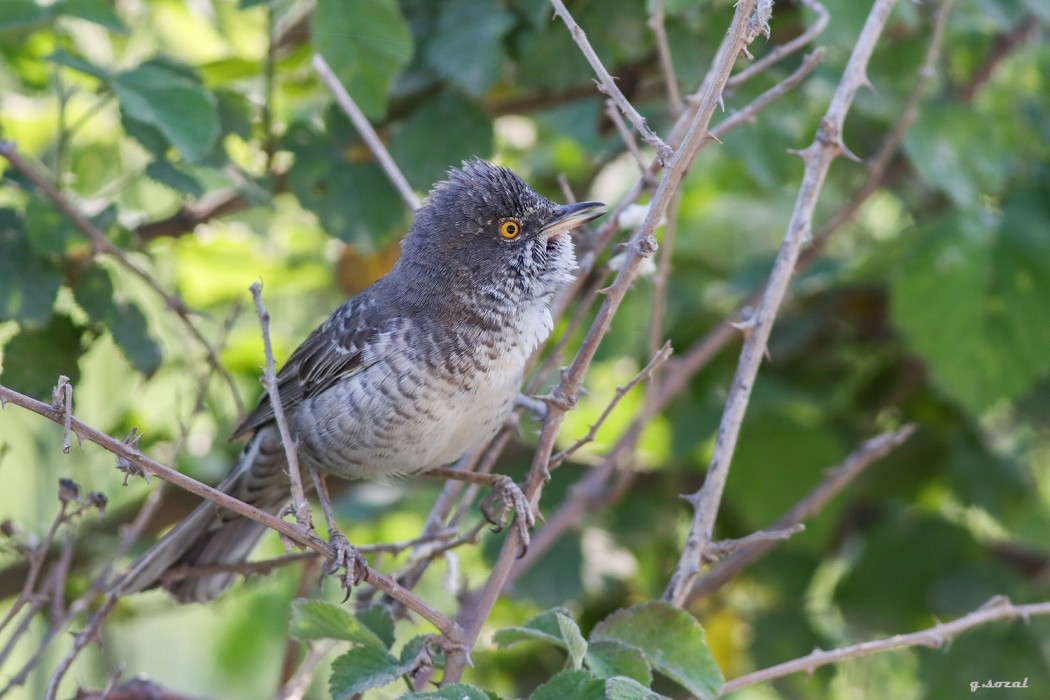 Barred Warbler