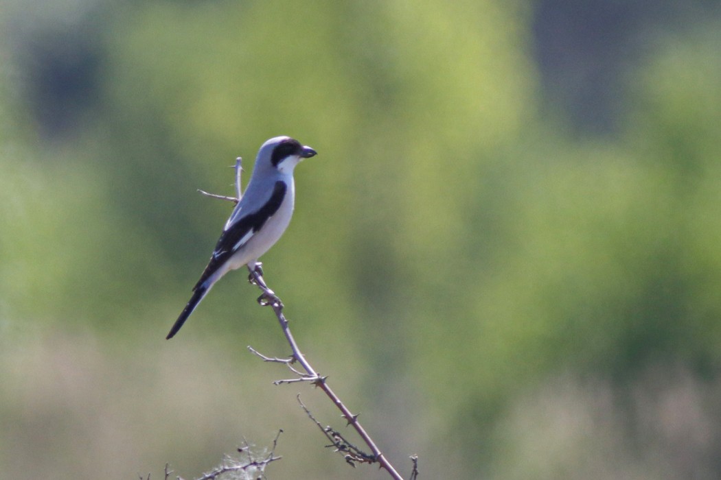 Lesser Grey Shrike