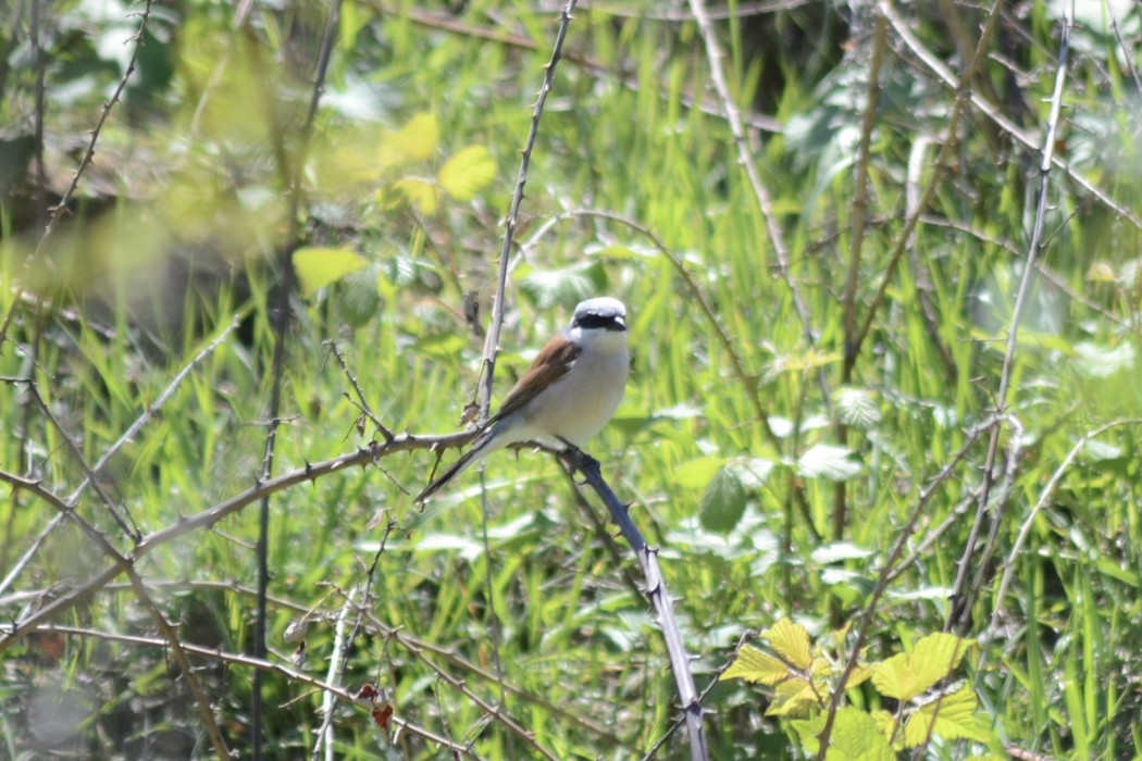Red-backed Shrike