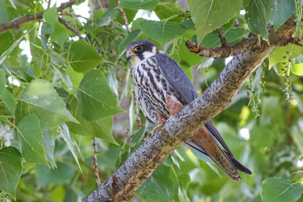 Eurasian Hobby