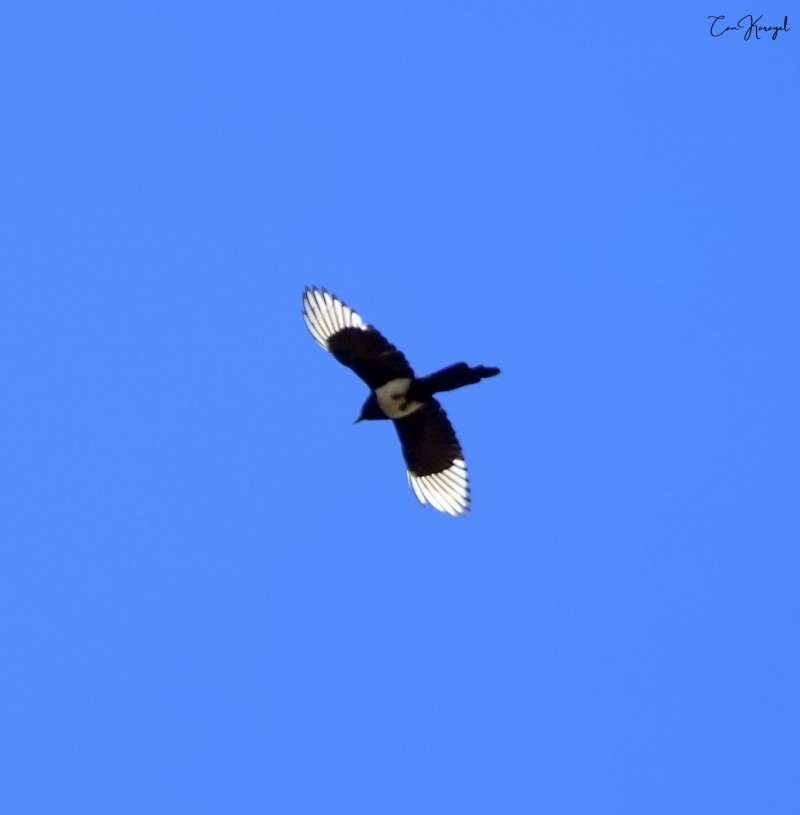 Eurasian Magpie