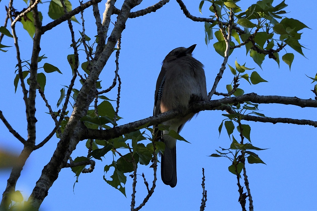 Eurasian Jay