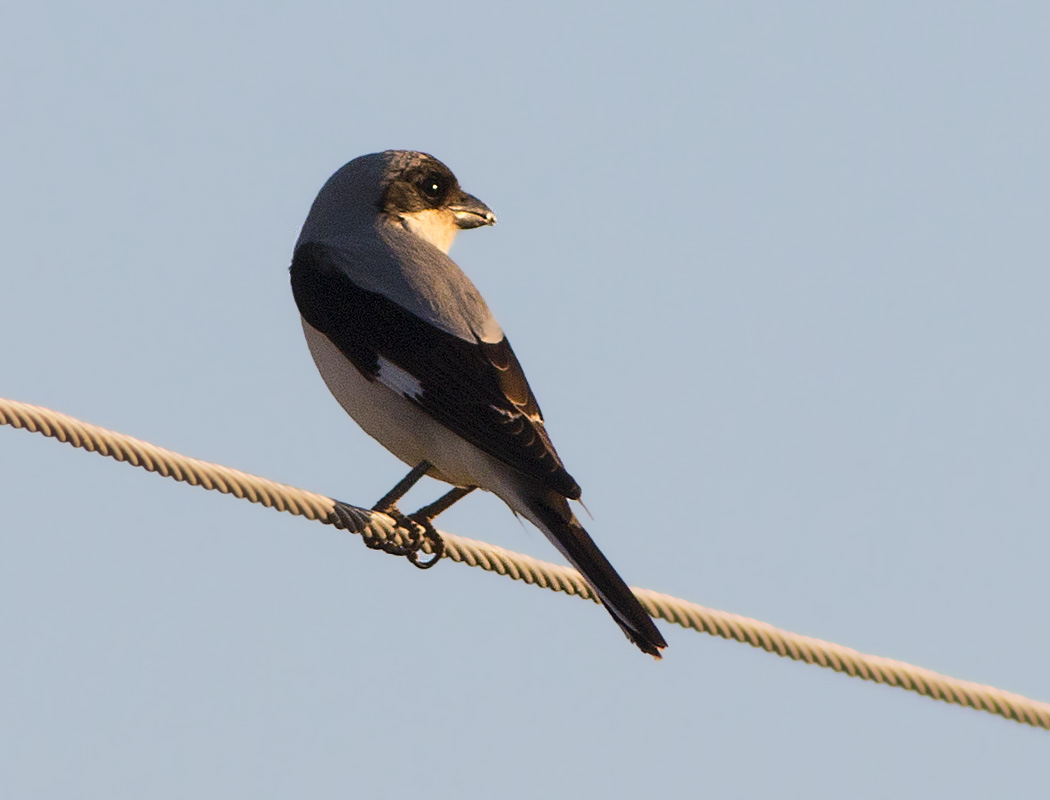 Lesser Grey Shrike