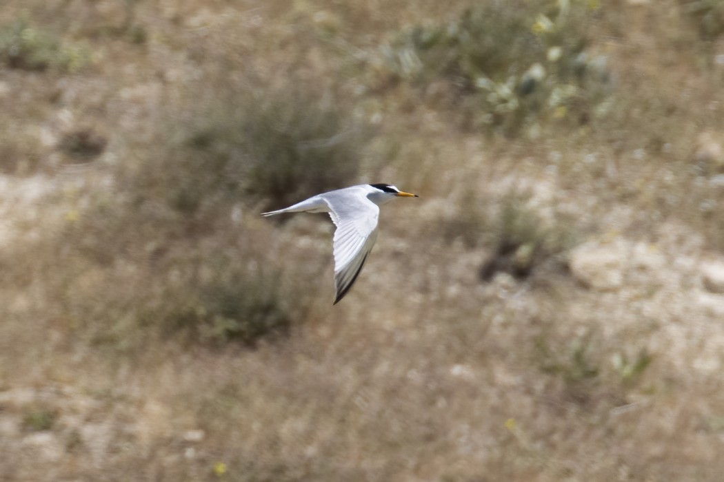 Little Tern
