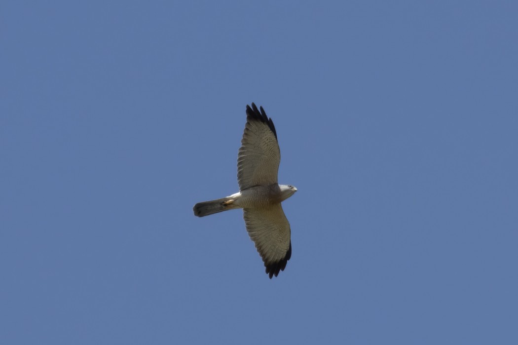 Levant Sparrowhawk