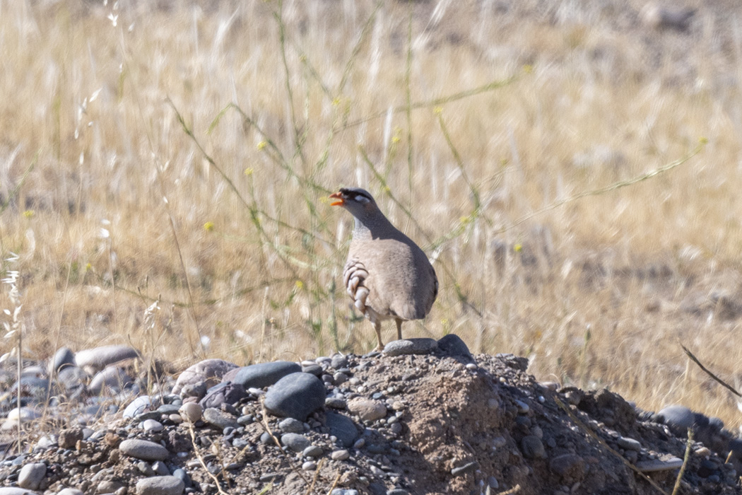 See-see Partridge