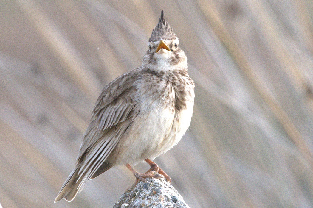 Crested Lark