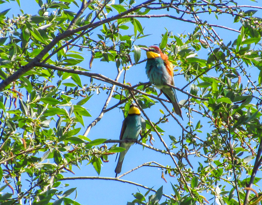 European Bee-eater