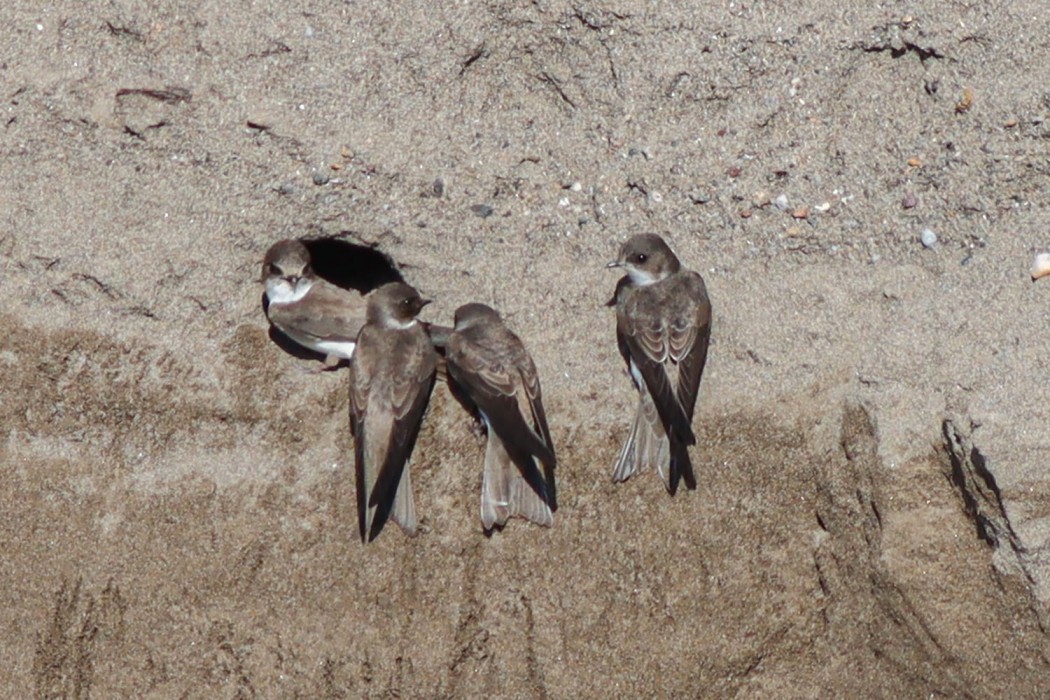 Sand Martin