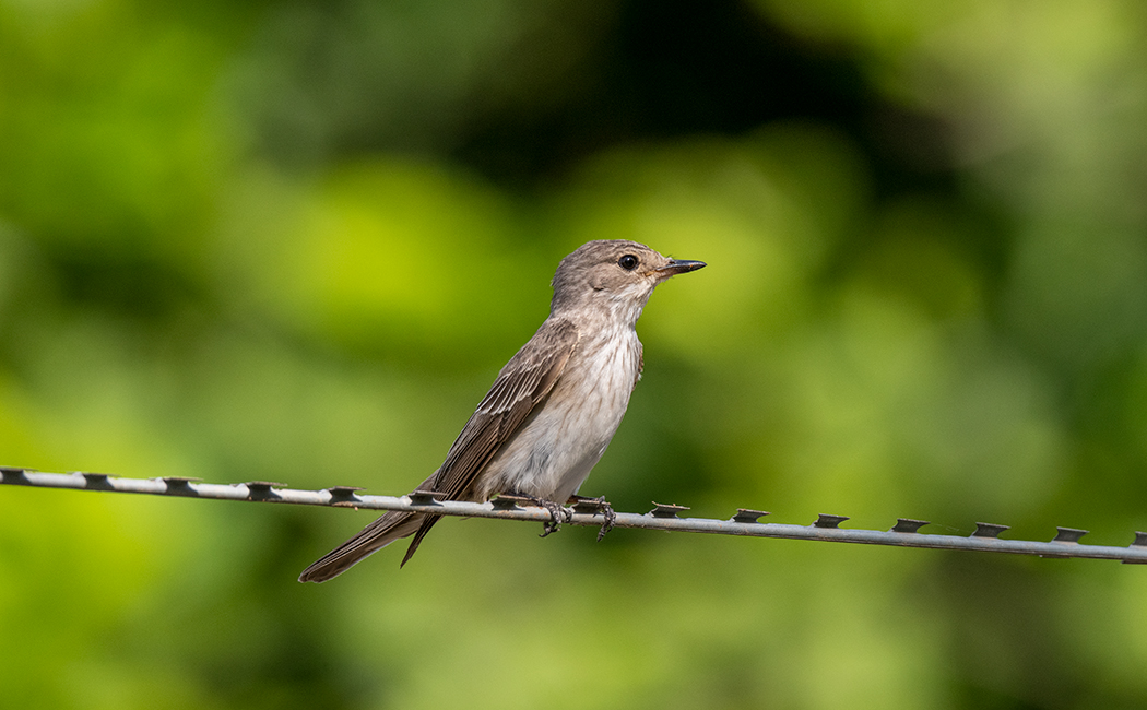 Spotted Flycatcher