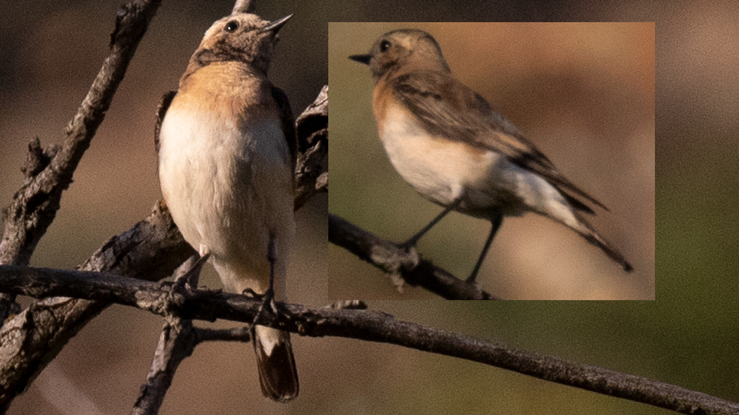 Black-eared Wheatear
