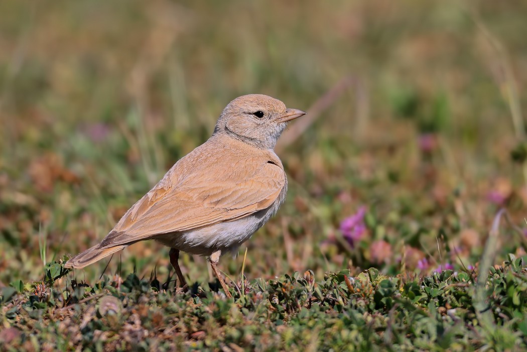 Bar-tailed Lark