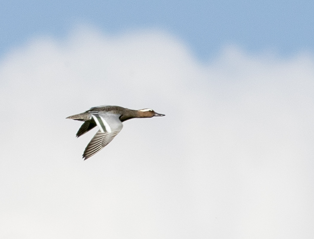 Garganey