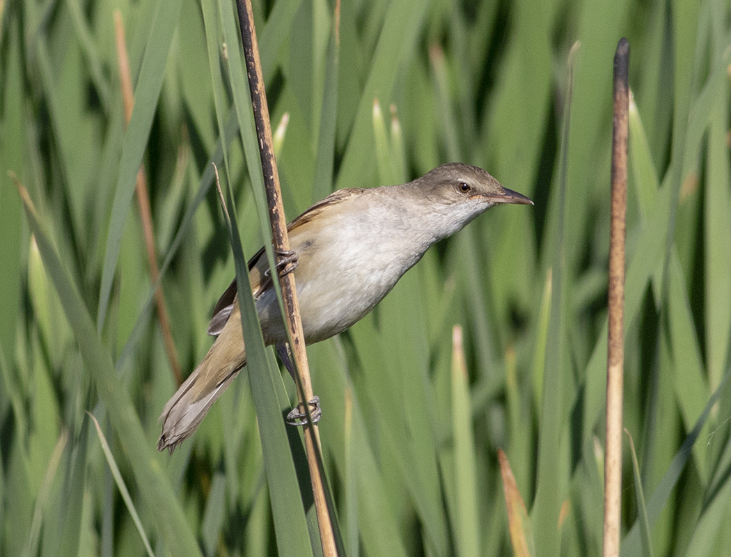Great Reed Warbler