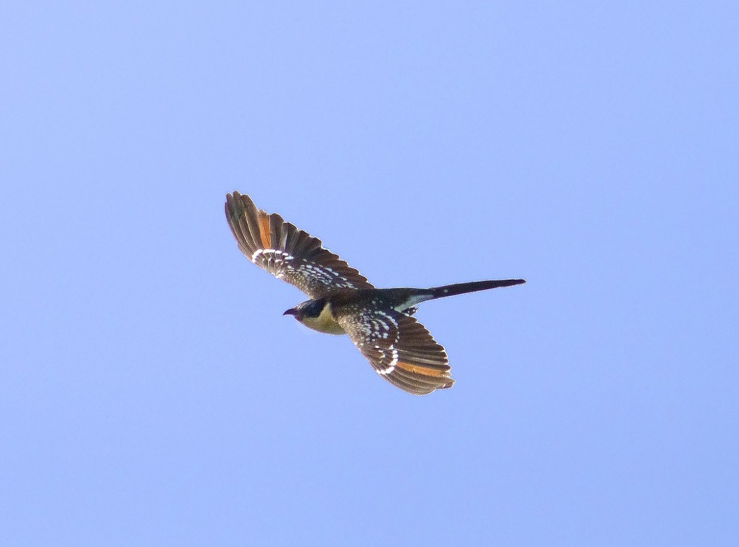 Great Spotted Cuckoo