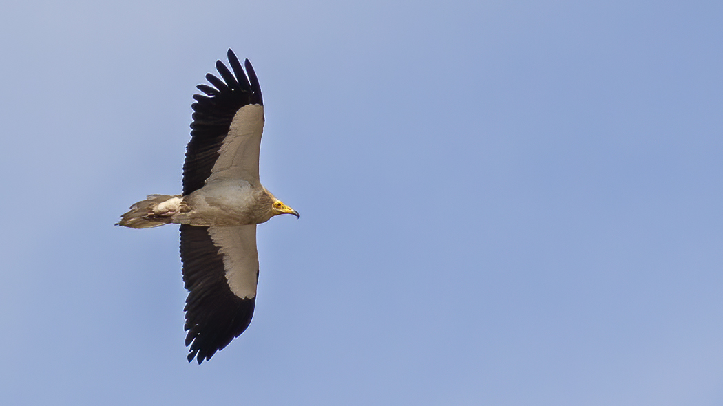 Egyptian Vulture