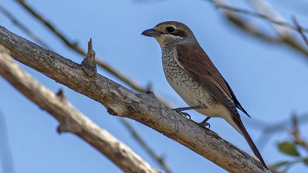Red-backed Shrike