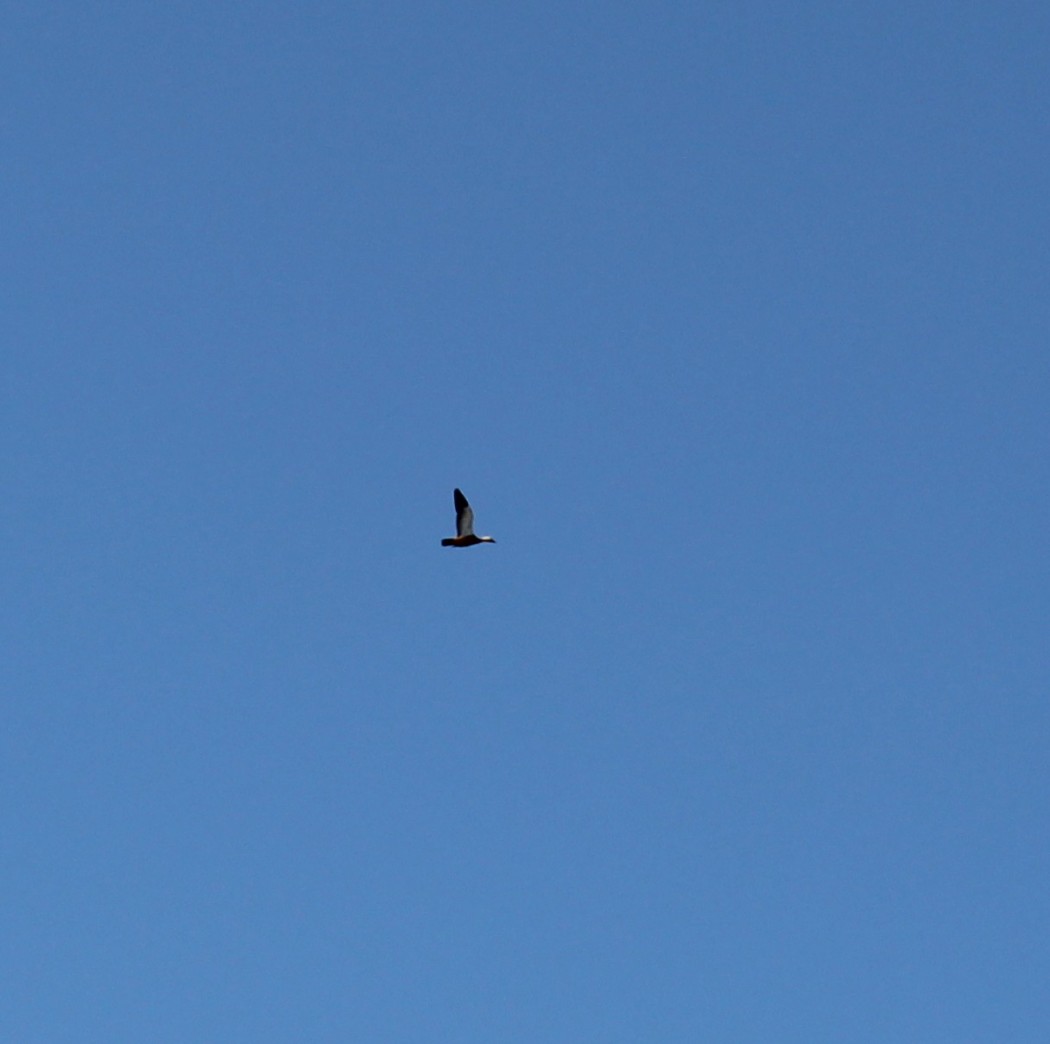 Ruddy Shelduck