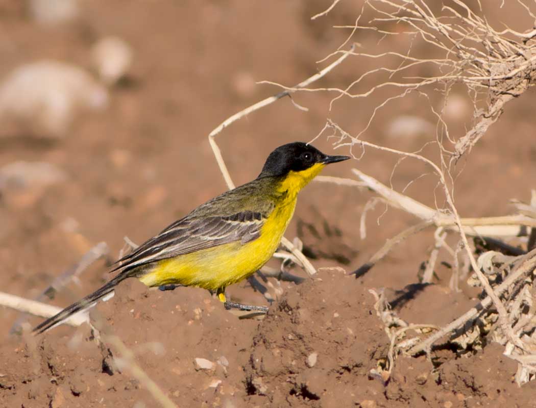 Western Yellow Wagtail