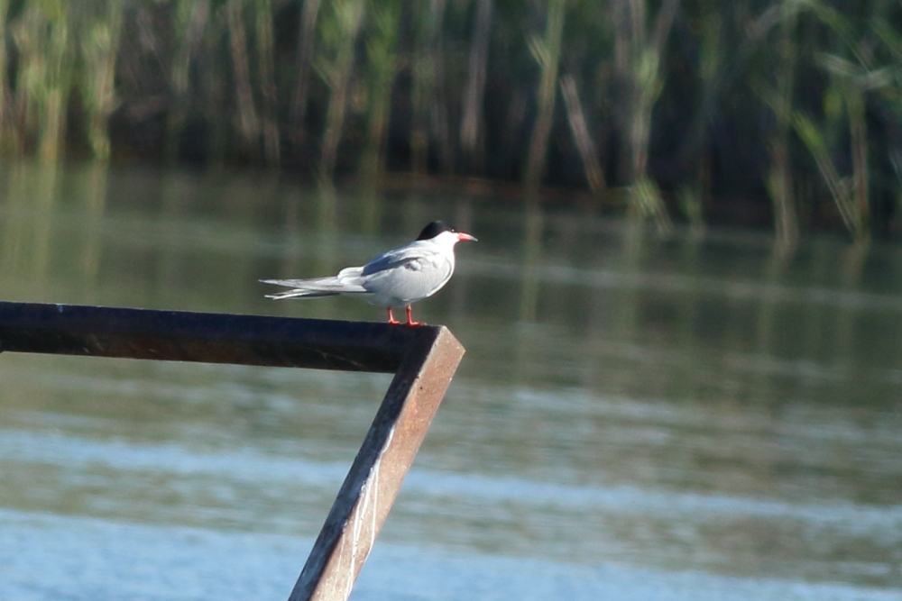 Common Tern