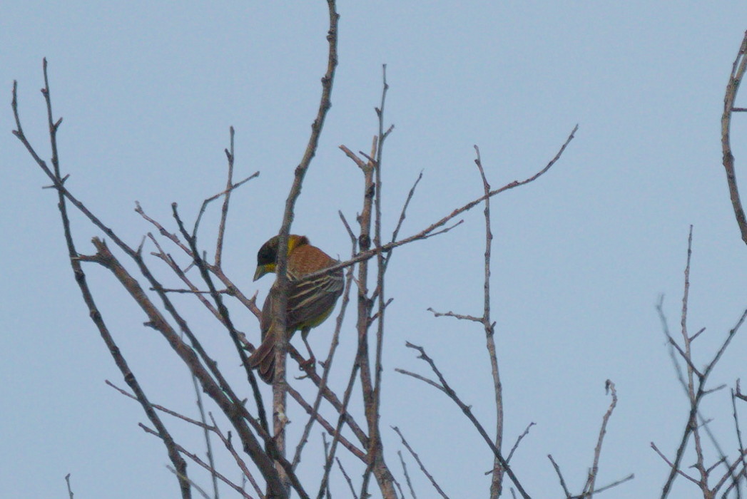 Black-headed Bunting