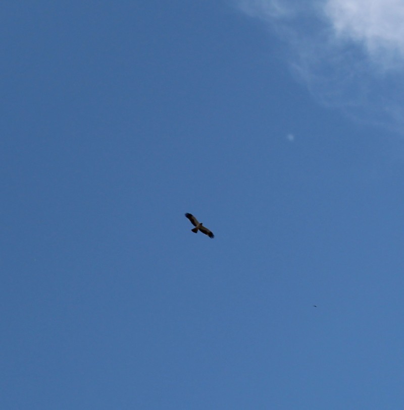 Booted Eagle
