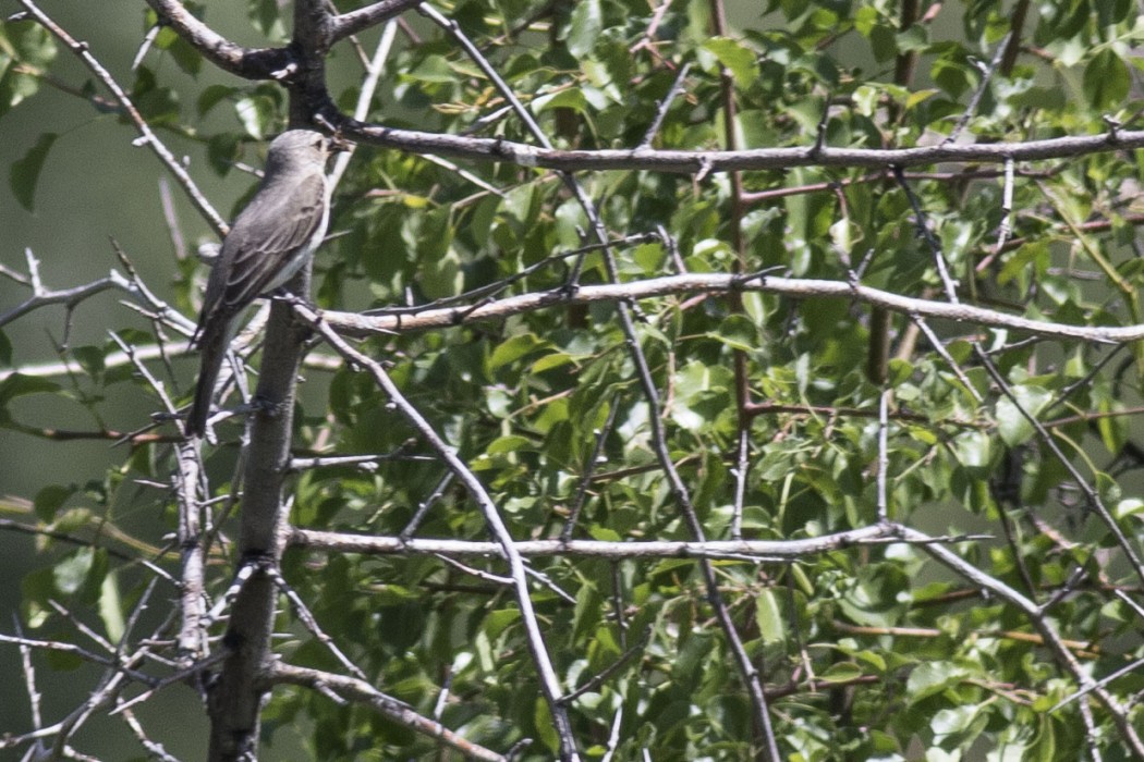Spotted Flycatcher