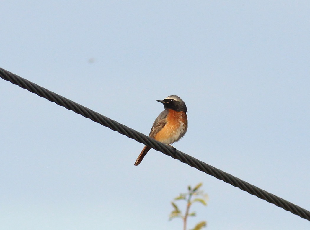Common Redstart