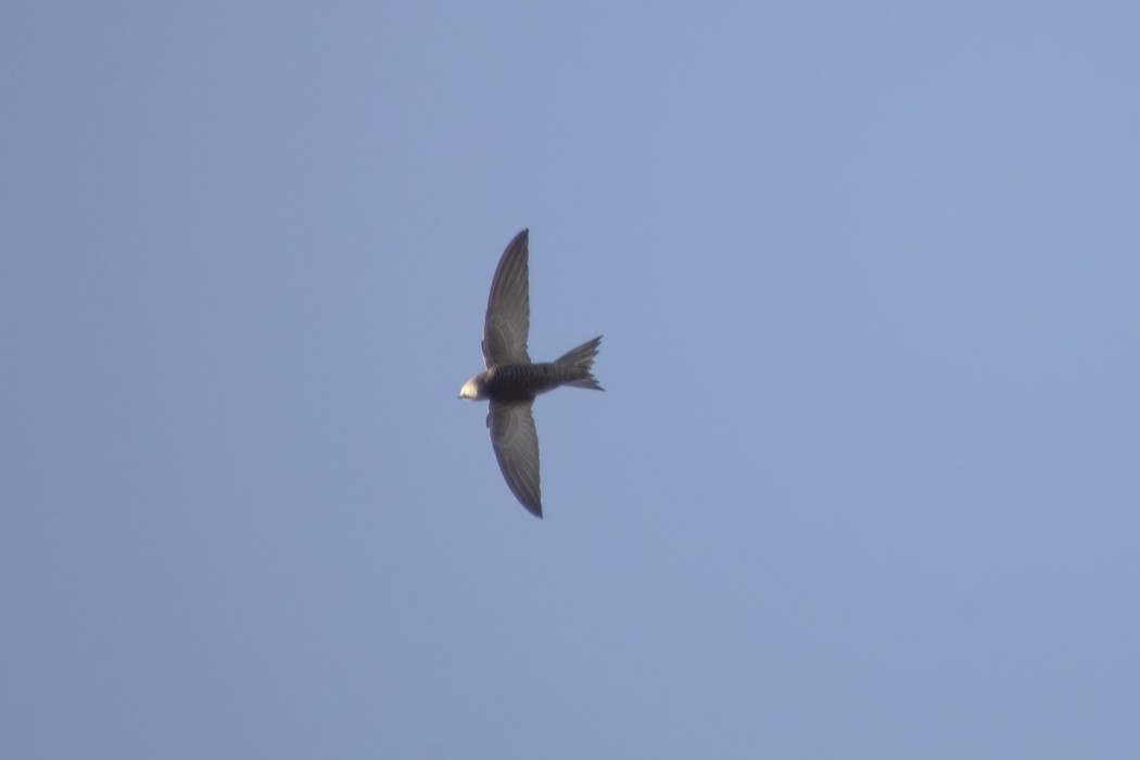 Pallid Swift