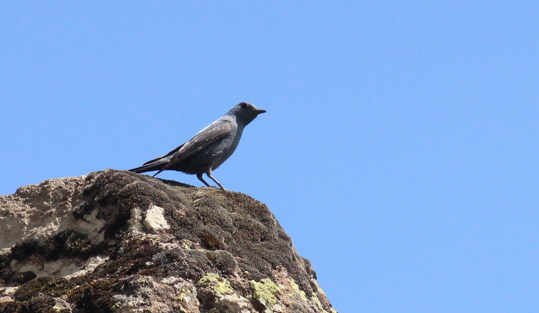Blue Rock Thrush