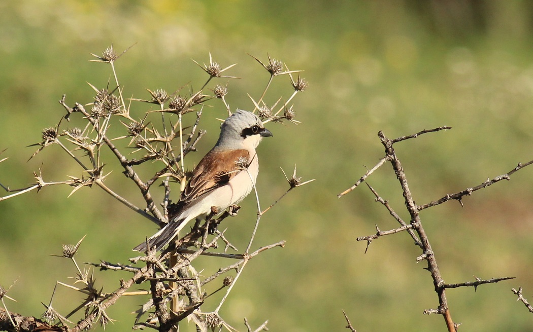 Red-backed Shrike