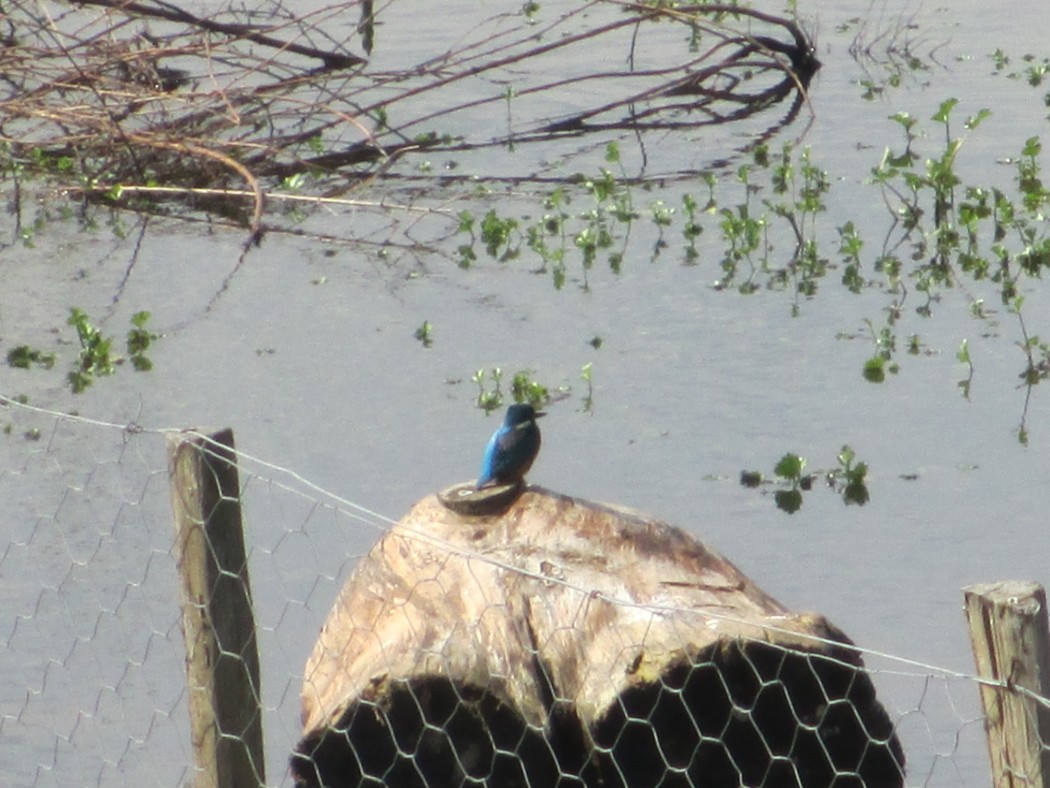 Common Kingfisher