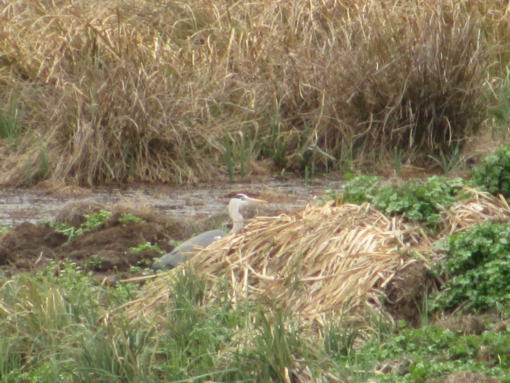 Grey Heron