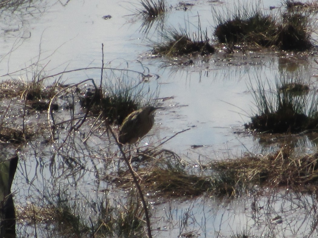 Eurasian Bittern