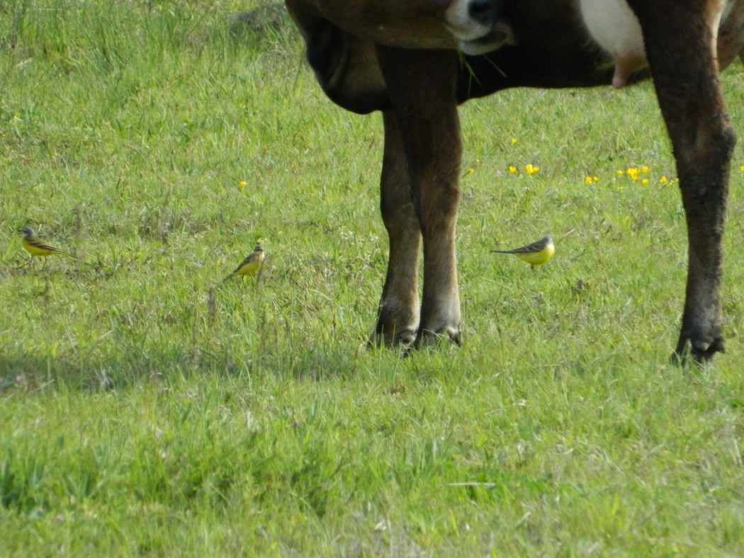 Western Yellow Wagtail