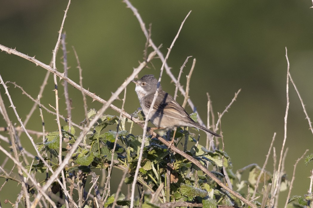 Common Whitethroat