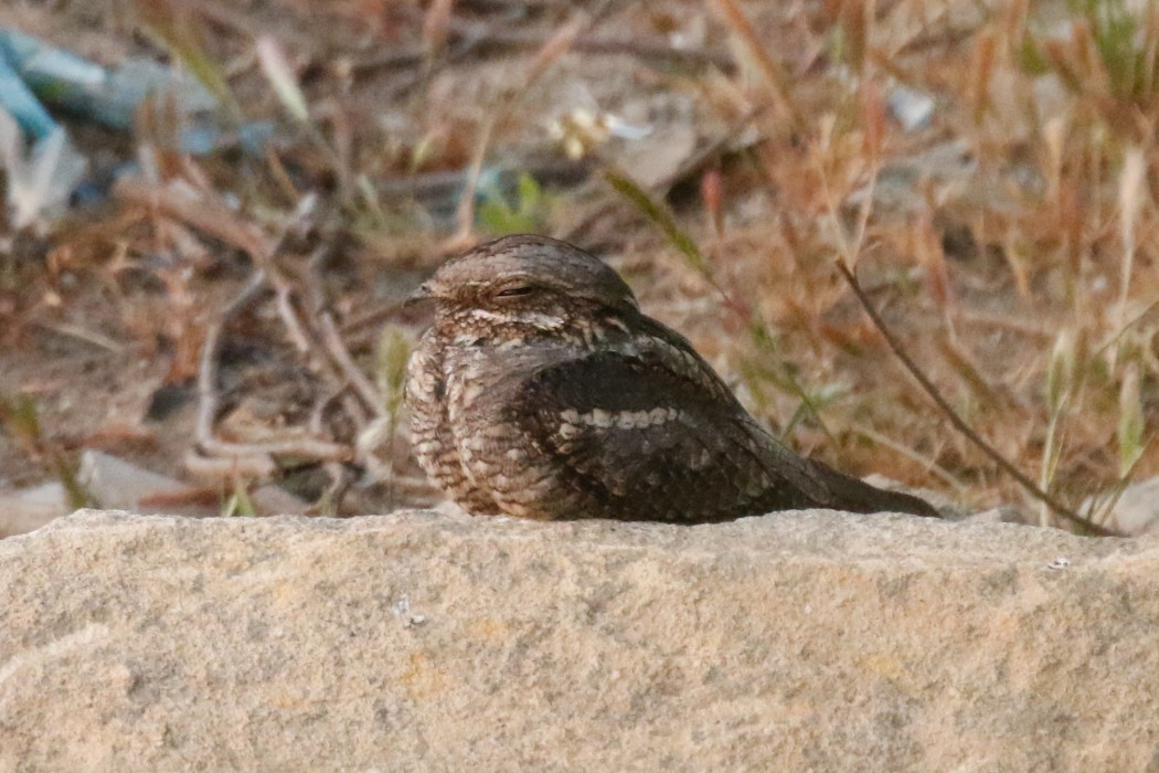 European Nightjar